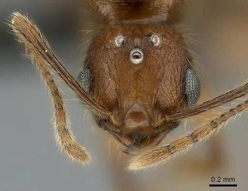 Pheidole lucida specimen CASENT0152295 image casent0152295_2