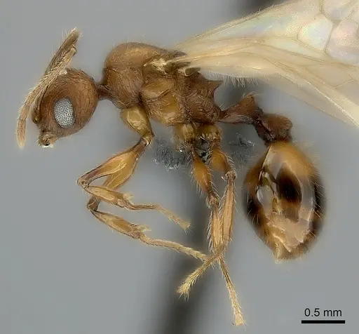 Pheidole lucida specimen CASENT0152295 image casent0152295_3