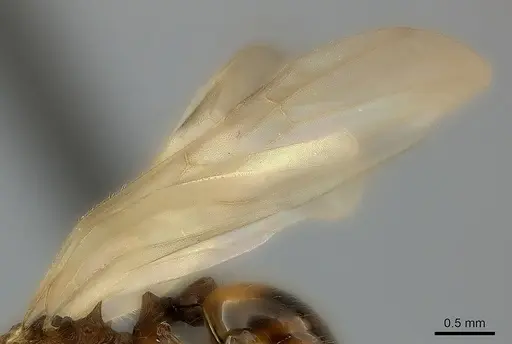 Pheidole lucida specimen CASENT0152295 image casent0152295_4