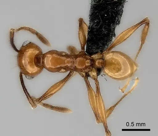 Pheidole lucida specimen CASENT0152296 image casent0152296_1