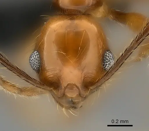Pheidole lucida specimen CASENT0152296 image casent0152296_2