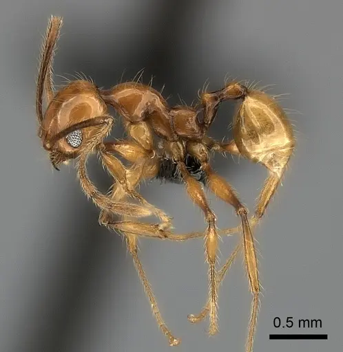 Pheidole lucida specimen CASENT0152296 image casent0152296_3