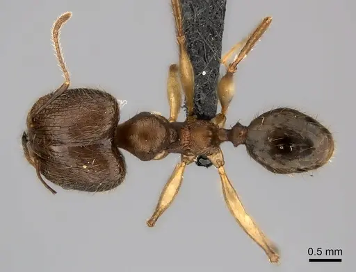 Pheidole lucida specimen CASENT0235058 image casent0235058_1