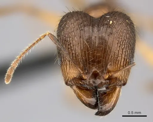 Pheidole lucida specimen CASENT0235058 image casent0235058_2