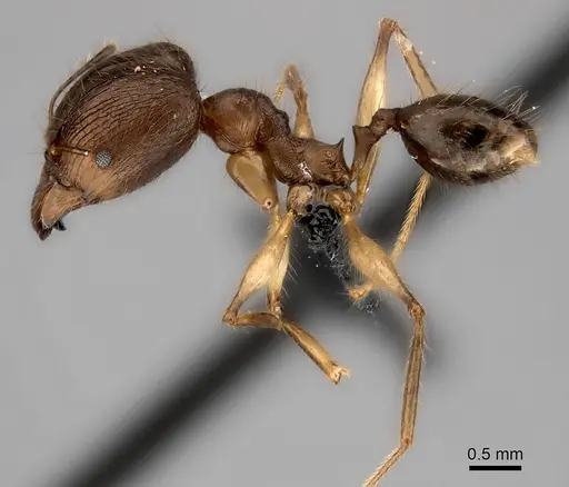 Pheidole lucida specimen CASENT0235058 image casent0235058_3