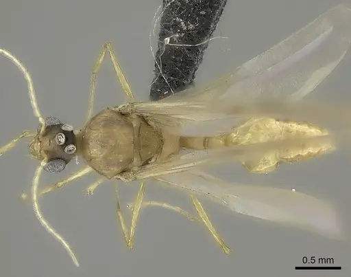 Pheidole lucida specimen CASENT0235069 image casent0235069_1