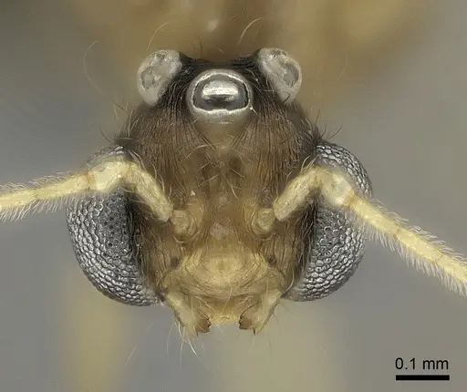Pheidole lucida specimen CASENT0235069 image casent0235069_2