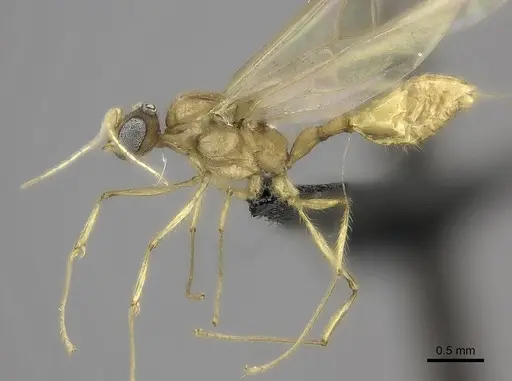 Pheidole lucida specimen CASENT0235069 image casent0235069_3
