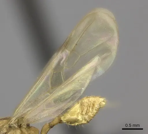 Pheidole lucida specimen CASENT0235069 image casent0235069_4