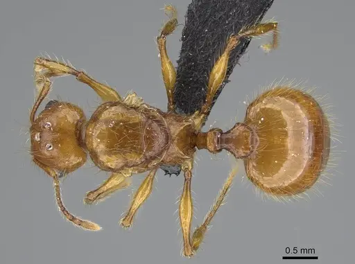Pheidole lucida specimen CASENT0489034 image casent0489034_1