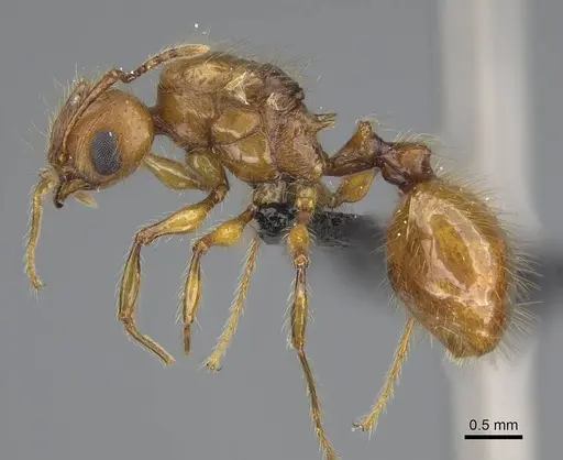 Pheidole lucida specimen CASENT0489034 image casent0489034_3