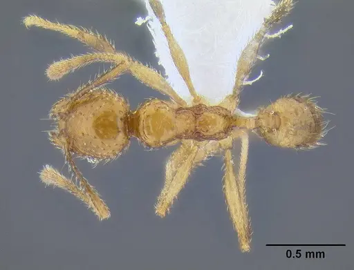 Pheidole lucioccipitalis specimen CASENT0106275 image casent0106275_1