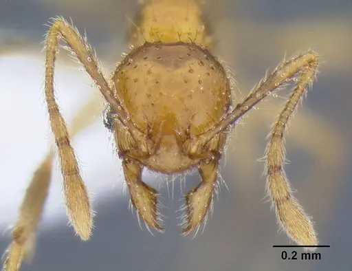 Pheidole lucioccipitalis specimen CASENT0106275 image casent0106275_2