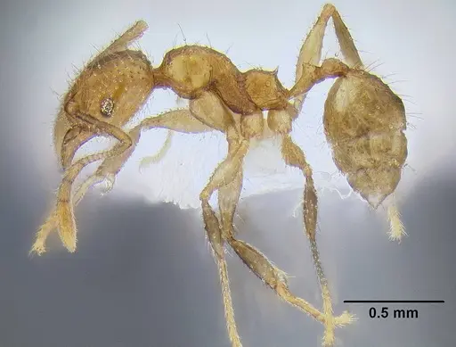 Pheidole lucioccipitalis specimen CASENT0106275 image casent0106275_3