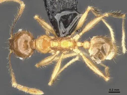 Pheidole lucioccipitalis specimen CASENT0284033 image casent0284033_1