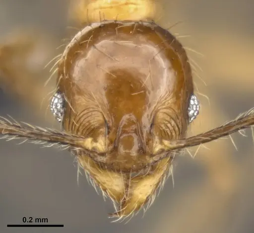 Pheidole lucioccipitalis specimen CASENT0284033 image casent0284033_2