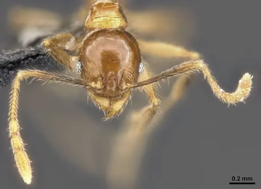 Pheidole lucioccipitalis specimen CASENT0284033 image casent0284033_3
