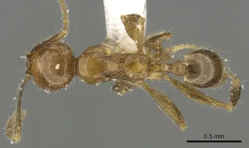 Pheidole lucioccipitalis specimen CASENT0901644 image casent0901644_1