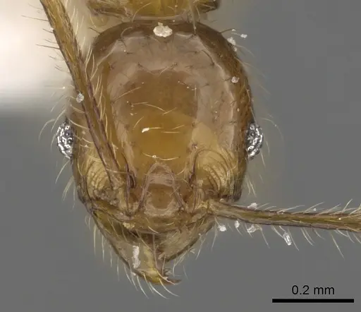 Pheidole lucioccipitalis specimen CASENT0901644 image casent0901644_2