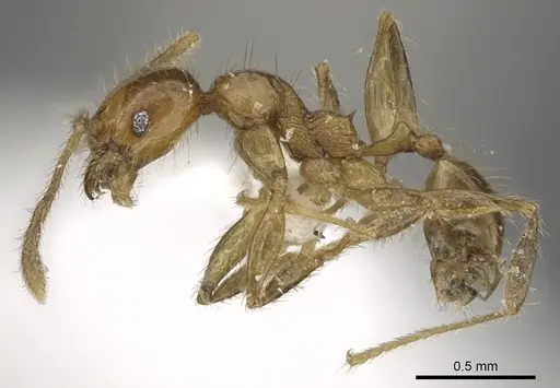 Pheidole lucioccipitalis specimen CASENT0901644 image casent0901644_3