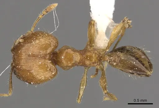 Pheidole lucioccipitalis specimen CASENT0901645 image casent0901645_1
