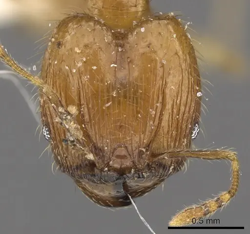 Pheidole lucioccipitalis specimen CASENT0901645 image casent0901645_2