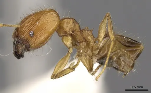 Pheidole lucioccipitalis specimen CASENT0901645 image casent0901645_3