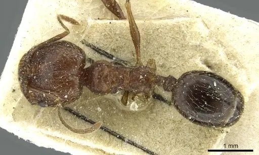 Pheidole lucretii specimen CASENT0913347 image casent0913347_1