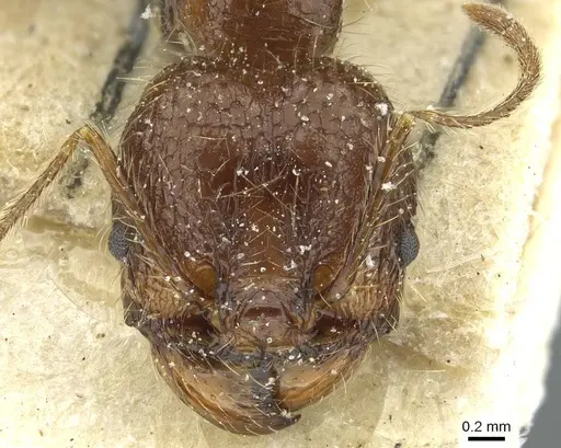 Pheidole lucretii specimen CASENT0913347 image casent0913347_2