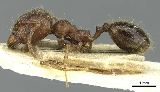 Pheidole lucretii specimen CASENT0913347 image casent0913347_3