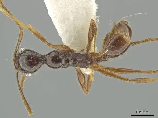 Pheidole lupus specimen CASENT0645820 image casent0645820_1