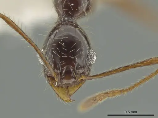 Pheidole lupus specimen CASENT0645820 image casent0645820_2