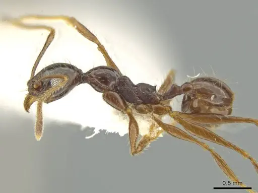 Pheidole lupus specimen CASENT0645820 image casent0645820_3