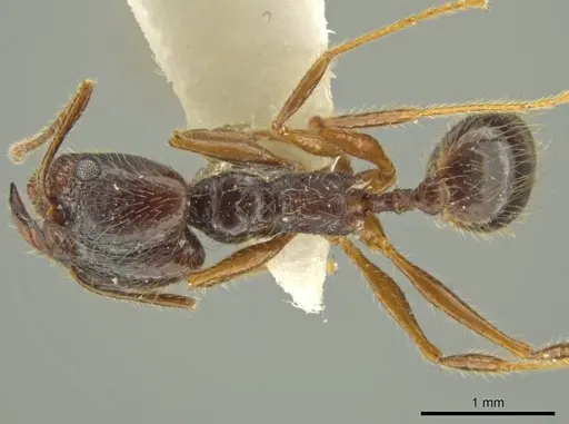 Pheidole lupus specimen JTLC000016441 image jtlc000016441_1