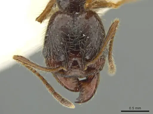 Pheidole lupus specimen JTLC000016441 image jtlc000016441_2
