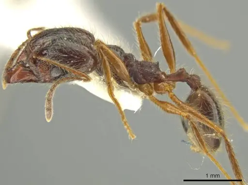 Pheidole lupus specimen JTLC000016441 image jtlc000016441_3