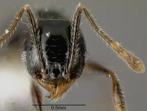 Pheidole lustrata specimen CASENT0635485 image casent0635485_1
