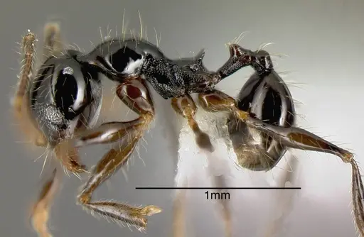 Pheidole lustrata specimen CASENT0635485 image casent0635485_2