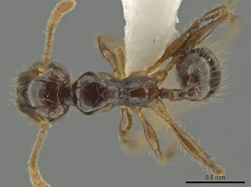 Pheidole lustrata specimen CASENT0644963 image casent0644963_1