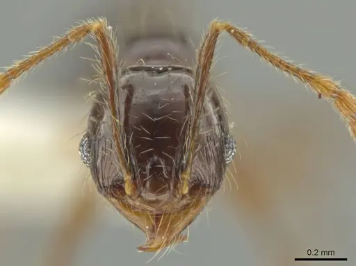 Pheidole lustrata specimen CASENT0644963 image casent0644963_2