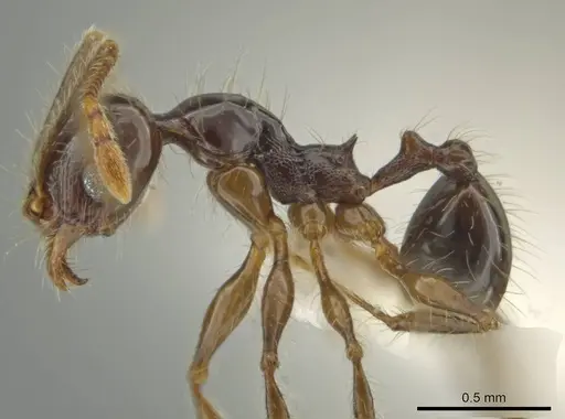 Pheidole lustrata specimen CASENT0644963 image casent0644963_3