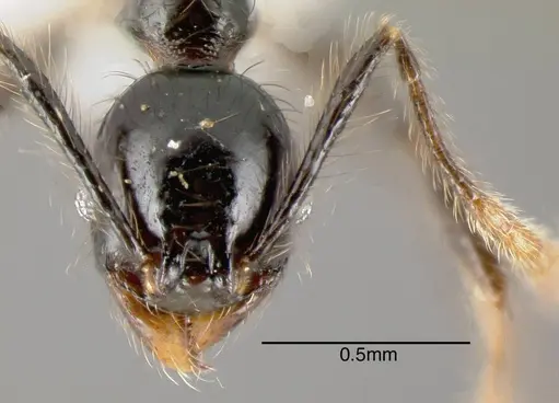 Pheidole lustrata specimen INB0003605598 image inb0003605598_1