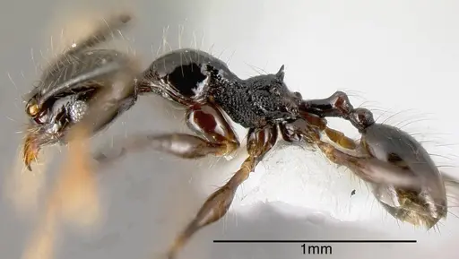 Pheidole lustrata specimen INB0003605598 image inb0003605598_2