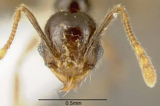 Pheidole lustrata specimen INB0003666839 image inb0003666839_1