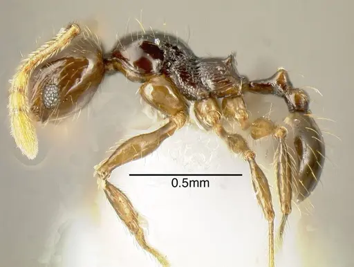 Pheidole lustrata specimen INB0003666839 image inb0003666839_2