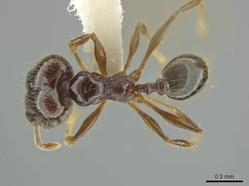 Pheidole lustrata specimen INBIOCRI001281956 image inbiocri001281956_1