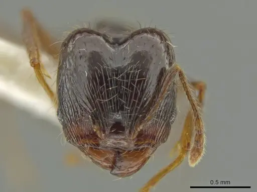 Pheidole lustrata specimen INBIOCRI001281956 image inbiocri001281956_2