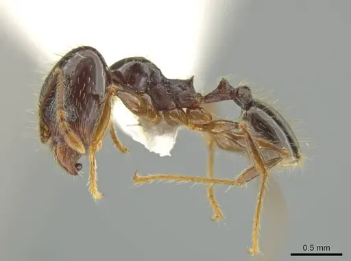 Pheidole lustrata specimen INBIOCRI001281956 image inbiocri001281956_3