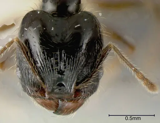 Pheidole lustrata specimen JTLC000005292 image jtlc000005292_1