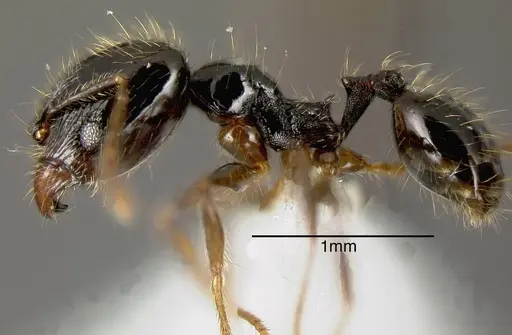 Pheidole lustrata specimen JTLC000005292 image jtlc000005292_2